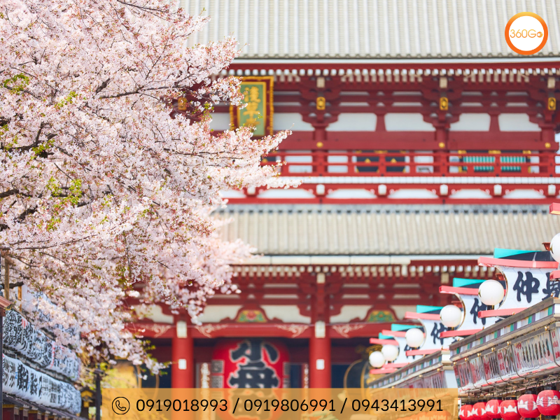 Hoa anh đào vẻ đẹp thanh tao - Du lịch 360Go 